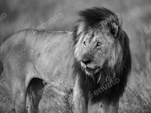 Preview: A Lion in Africa