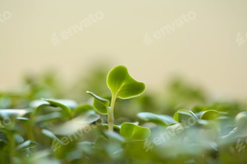 Preview: Young Greens Different For Food Grow In A Greenhouse