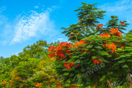 Preview: Trees in Zabeel Park in Dubai