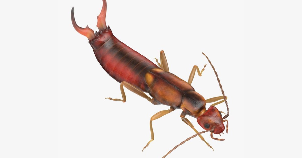 Detailed Earwig Insect Specimen 3D, Incl. anatomy & biology - Envato