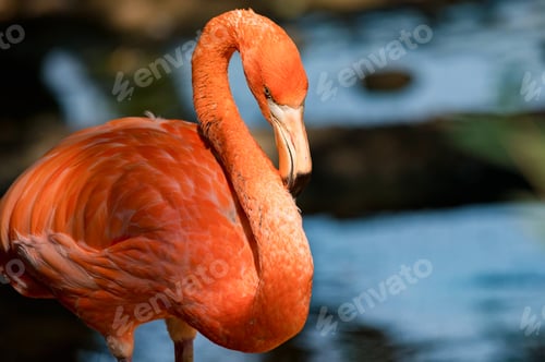 Preview: Portrait of beautiful american flamingo or Phoenicopterus ruber near water