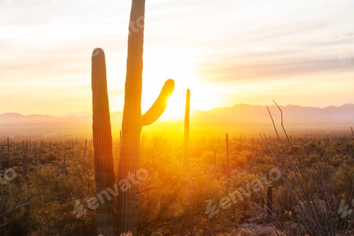 Preview: Cactus