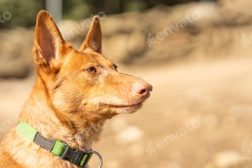 Preview: Portrait with copy space of a podengo dog in a park