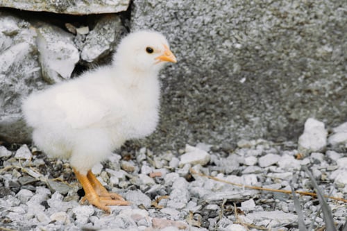 Preview: Free little chicken outdoors in the yard, humane breeding