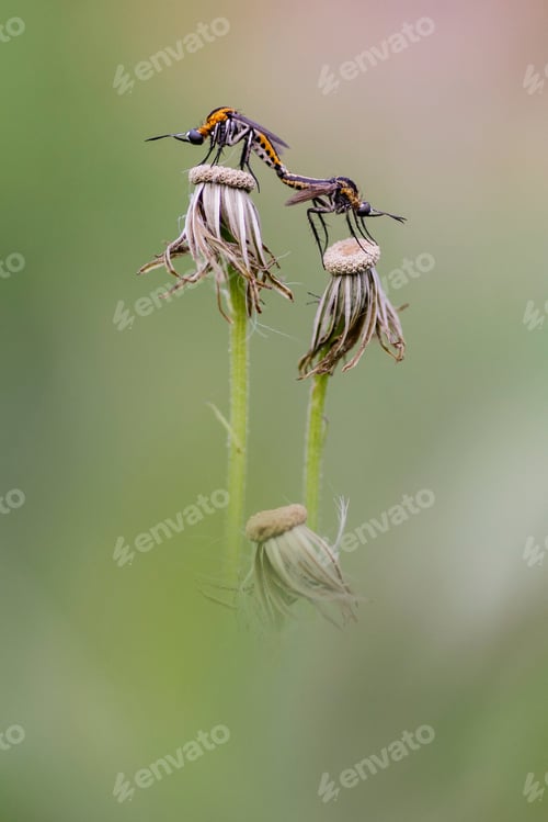 Preview: mating insect
