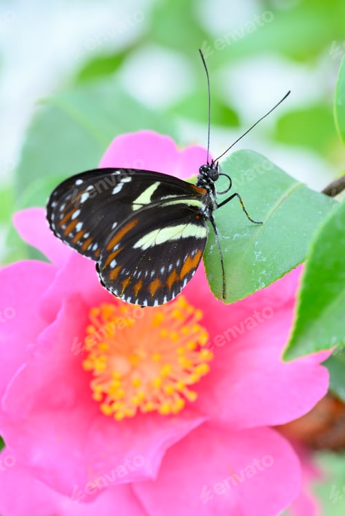 Preview: Tropical colorful butterfly among pink and yellow camellia flowers.