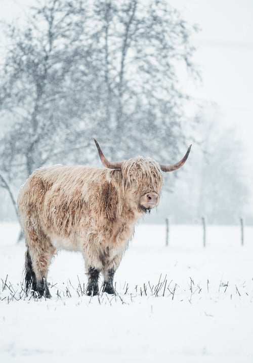 Preview: Scottish Highlander Cow Cattle covered with snow in nature 2022