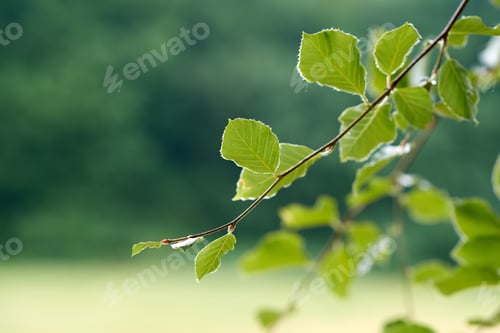 Preview: Theres no beauty like the beauty of nature. Springtime images of garden, forest and landscape.