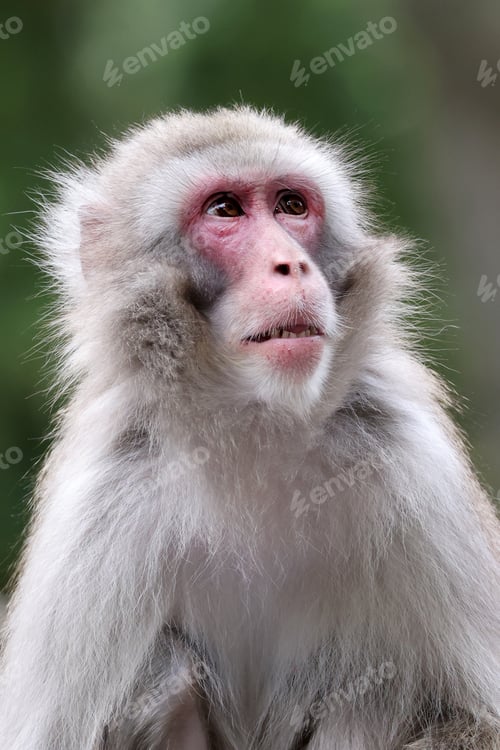 Preview: Cute Japanese monkey (Macaca Fuscata),close up shot