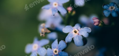 Preview: Bush of blue myosotis flowers against blurred background