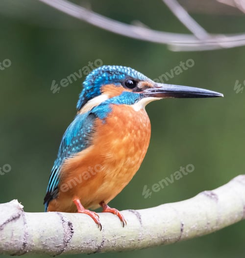 Preview: A Beautiful and Breathtaking China Wildlife pictures