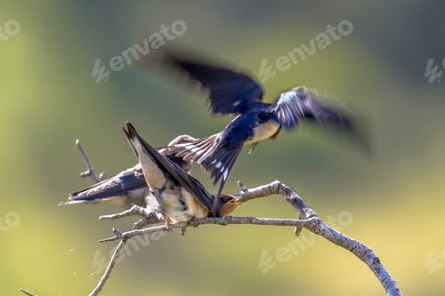 Preview: Flying Barn swallow feeding juveniles