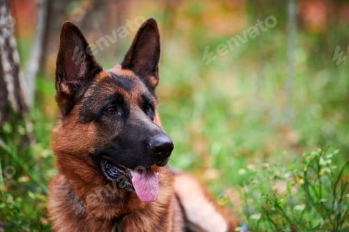 Preview: German Shepherd dog portrait outdoor, German Shepherd dog lying on green grass sticking out tongue