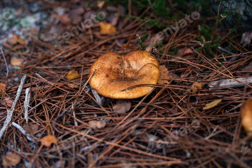 Preview: Close-up of a brown mushroom perched atop a group of twigs