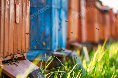 Preview: Traditional Wooden Beehives Outdoor in Meadow. Bees Collecting Pollen From Flowers