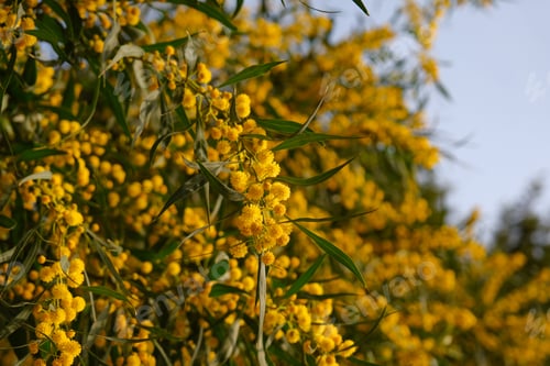 Preview: Beautiful yellow spring blossom of Acacia saligna or mimosa, coojong, golden wreath wattle.