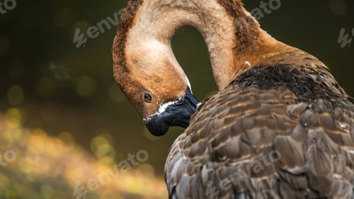 Preview: Chinese goose preening feathers with its neck bent in a curve