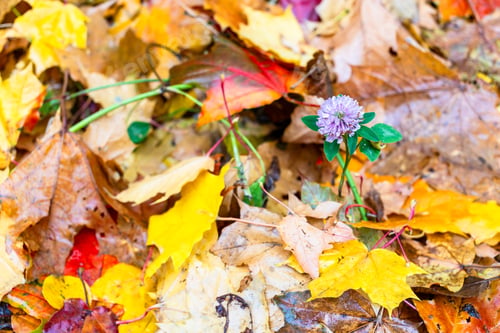 Preview: clover flower between colorful wet fallen leaves
