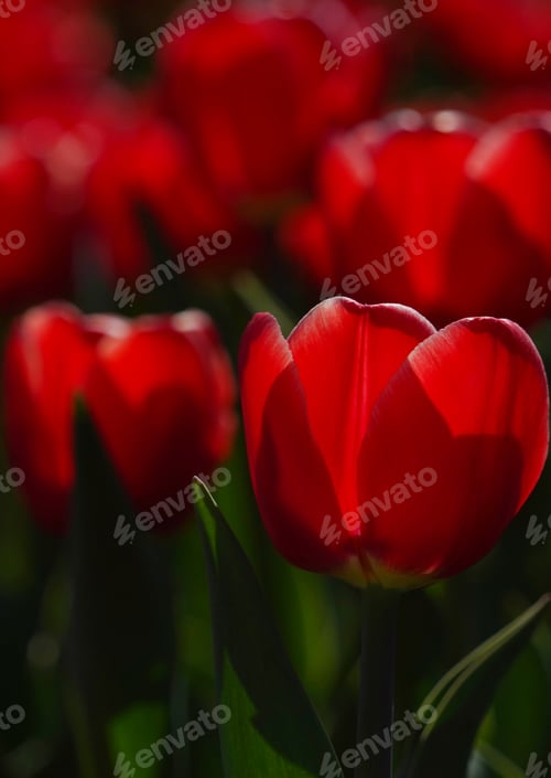 Preview: Vertical closeup of red tulips cocoons on the black background