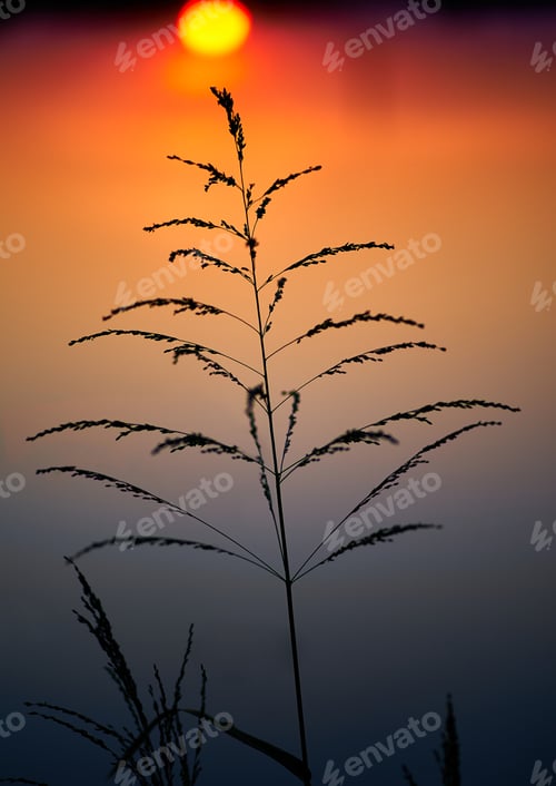 Preview: silhouette of grass at sunset