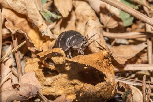 Preview: Closeup shot of a woodlouse on the dry leaves