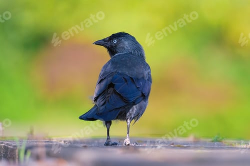 Preview: Western jackdaw. A bird in the wild. Blurred background. Animals in wild nature.