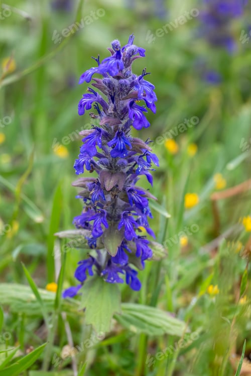 Preview: A wild plant species in nature. Scientific name; Ajuga genevensis