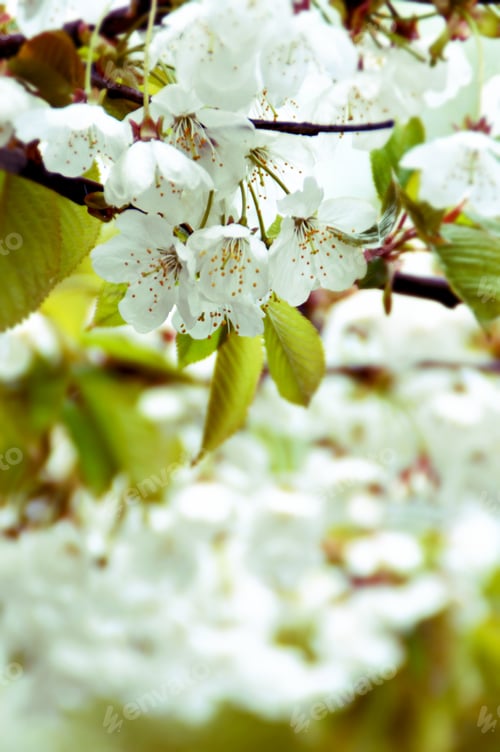 Preview: Spring blossoms