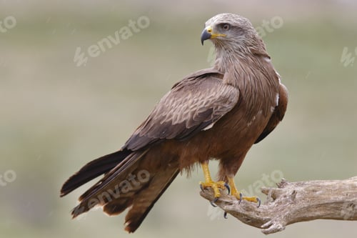Preview: Selective focus shot of a black kite perched on a branch with blurred background