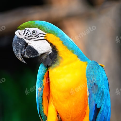Preview: Blue and Gold Macaw
