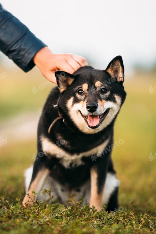 Preview: Beautiful Young Black And Tan Shiba Inu Dog Sitting Outdoor In G