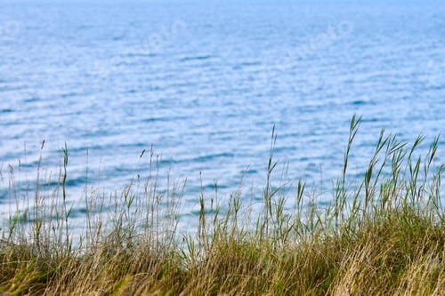 Preview: Dry grass, reeds, stalks blowing in wind, horizontal, blurred sea background, autumn dry grass