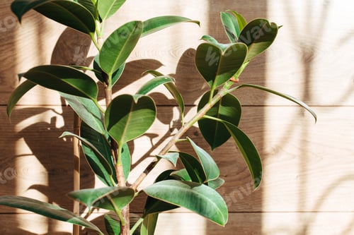 Preview: ficus leaves close-up on a wooden background