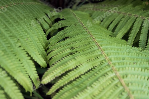 Preview: Floral background - green fern leaves close-up