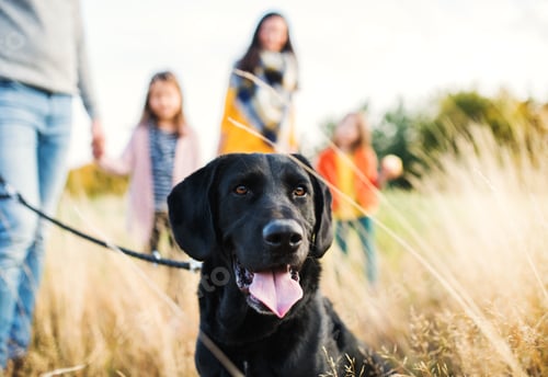 Preview: A young family with two small children and a dog on a walk in autumn nature