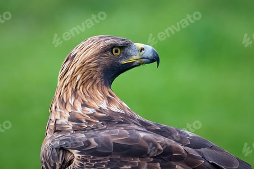 Preview: Golden eagle (Aquila chrysaetos)
