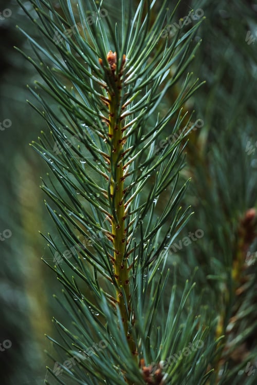 Visualização: Macro shot of pine branch