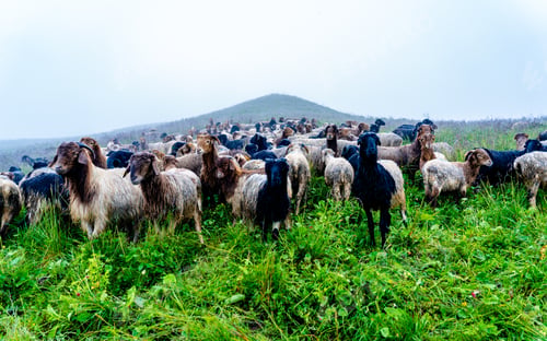 Preview: sheep grazing on greenery meadow