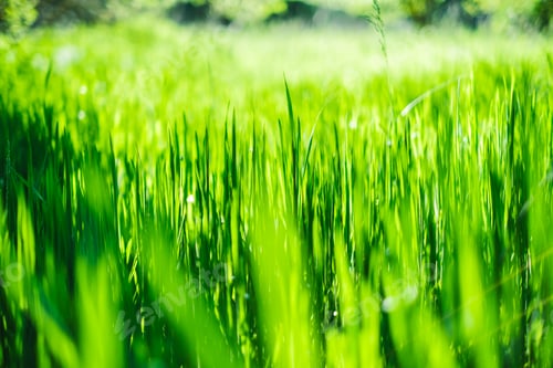 Preview: Green grass field background, close up.