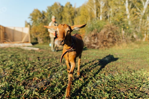 Preview: Man is walking with her Nubian goats on natural pasture in peaceful countryside