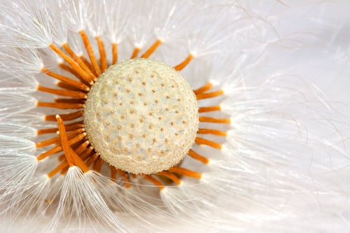Preview: Dandelion Seed Head Close-Up