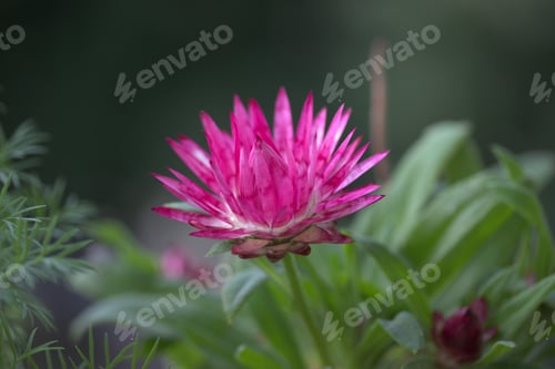 Preview: Beautiful purple flower isolated in the garden