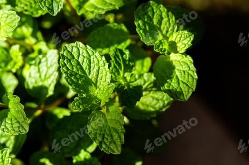 Preview: Fresh peppermint trees in organig garden.