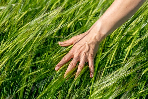 Preview: Close-up of Farmer hand holding green wheat ears in the field. Agricultural business.
