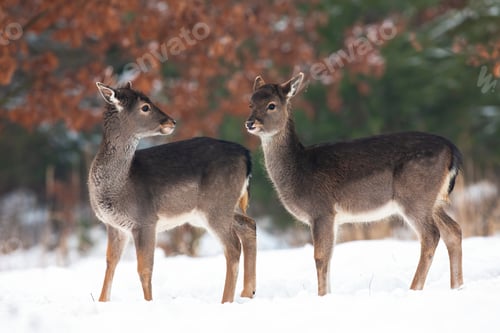 Preview: Two young fallow deer fawns standing on meadow in winter