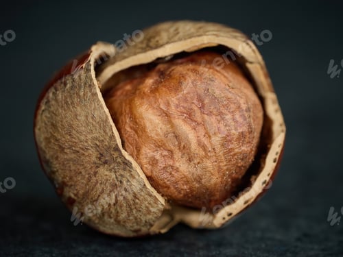 Preview: Hazelnut, closeup