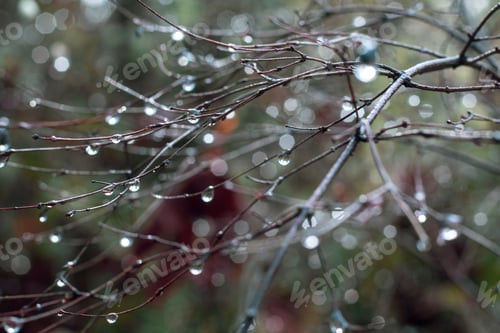 Preview: Forest bokeh after rain with raindrops in winter light
