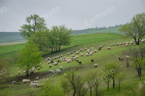 Preview: Herd of sheep grazing on the side of a green hillside