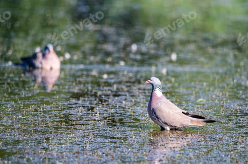 Preview: Few Wood Pigeon or Columba palumbus washes in water