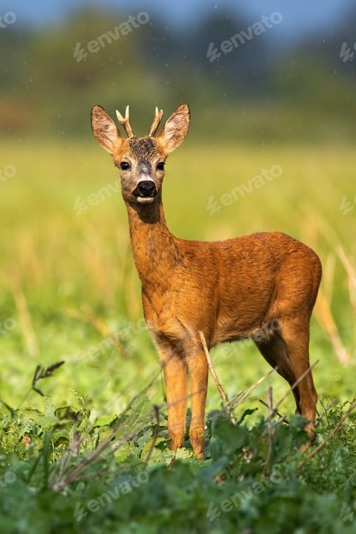 Preview: Young roe deer buck sunkissed in the rainy weather in sunny evening in summer